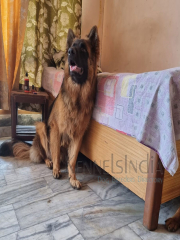 German Shepherd Male Dog Available for mating in Haryana.