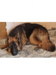 German Shepherd Male Dog Available for mating in Haryana.