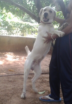 Labrador Retriever Stud Dog available in Coimbatore