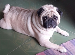 Male Pug available for mating in Erode Tamilnadu