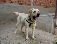 Labrador stud open for mating
