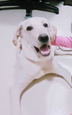 Labrador Retriever Stud Dog Available in Chennai Tamil Nadu