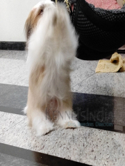 Shihtzu Male Dog Available for Mating in Bengaluru