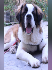 St.bernad (Tido blu)  male dog is ready for mating