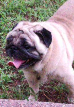 Male Pug available for Stud in Panaji