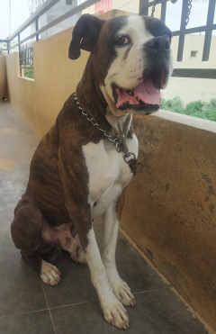 Male Boxer available for stud services