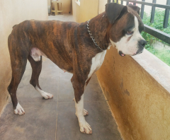 Male Boxer available for stud services