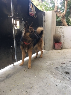 3 year old huge male gsd ready for mating