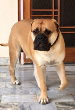2 years 6 months, bull mastiff stud available for mating, KCI registered