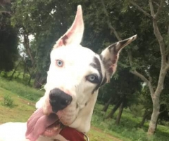 Harlequin Male Great Dane dog available for Stud service in Bhubaneswar